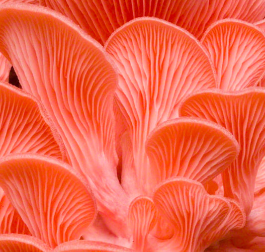 Pink Oyster Mushroom Growing Conditions: A Complete Guide