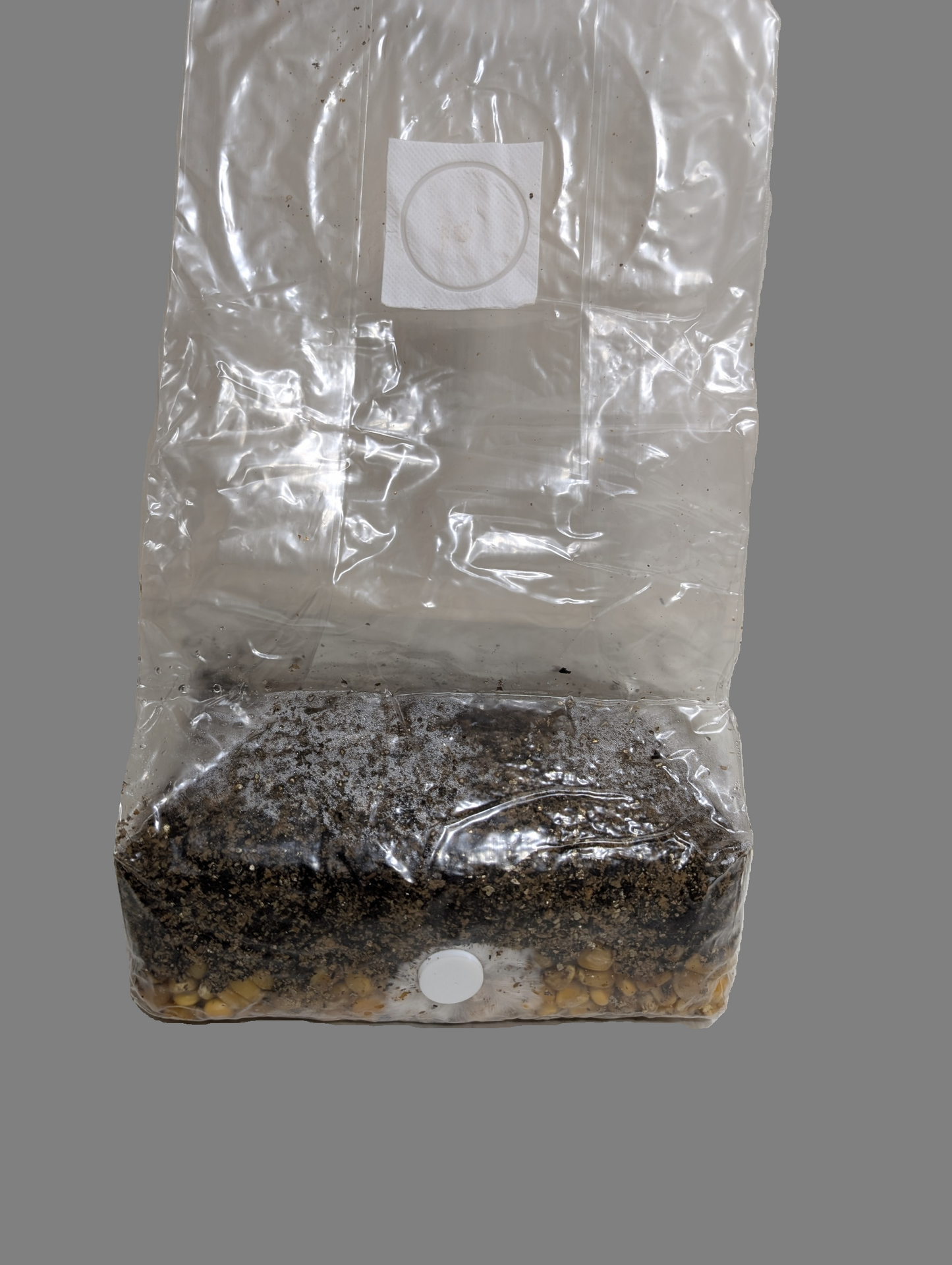 3lb Pre Inoculated Mushroom grow Bags