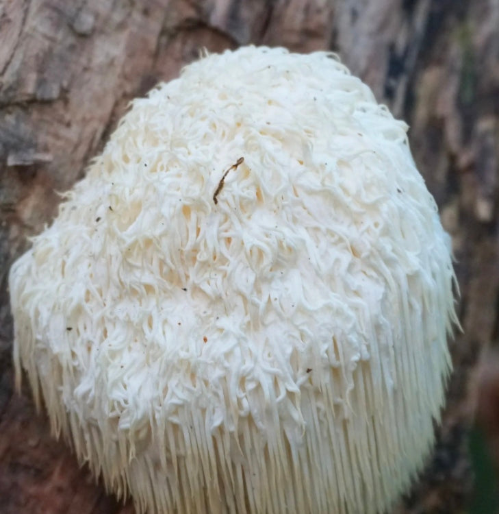 5lbs Lions Mane Grow Kit