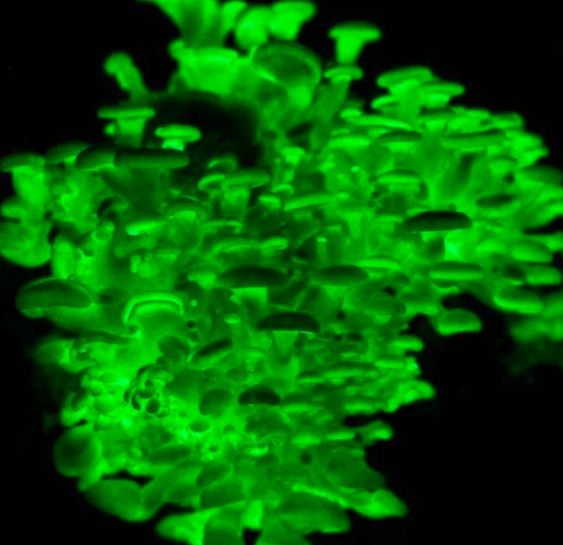 5lbs Complete Glow In the Dark Grow Kit