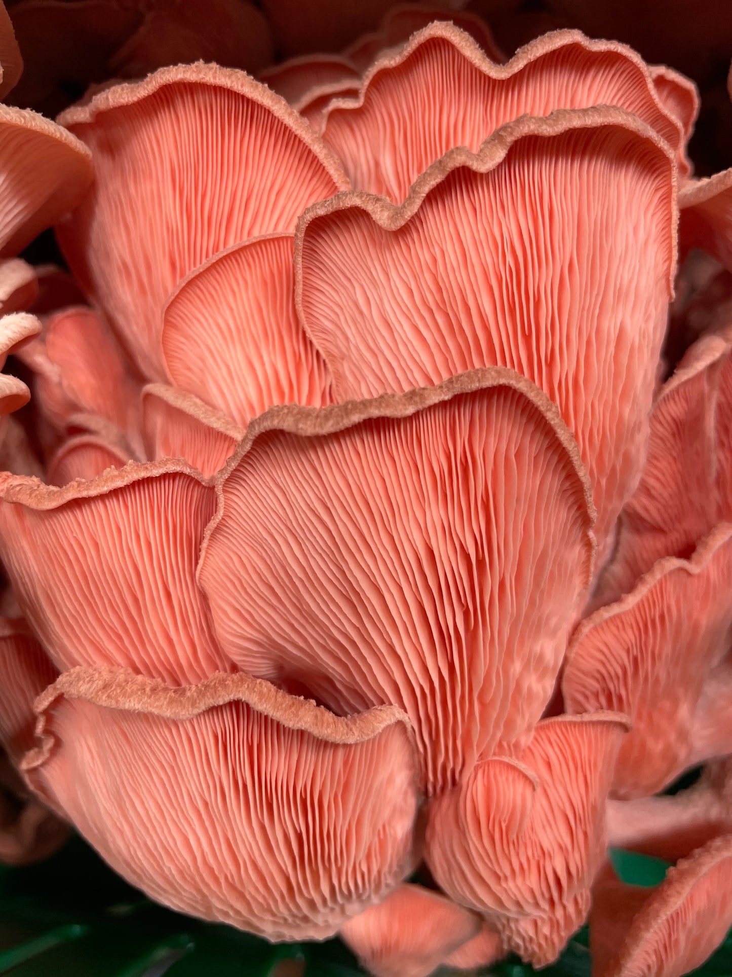 Pink Oyster Liquid Culture