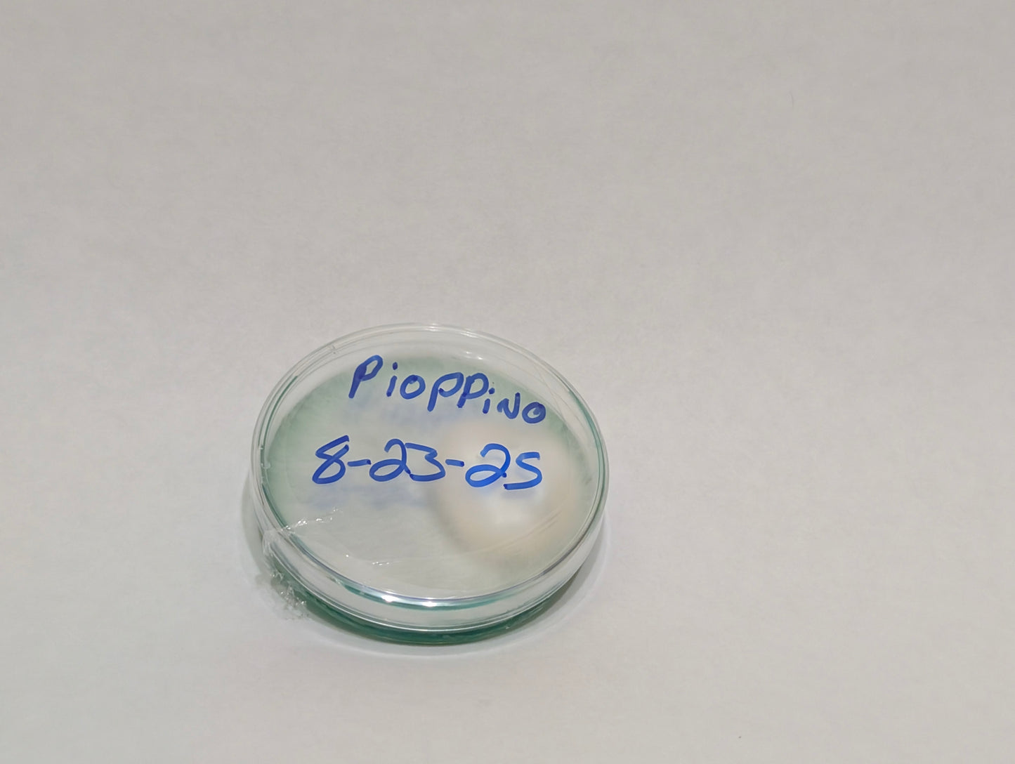 Pioppino Genetic Bank