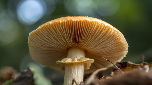 Does your Mushroom Have Health Benefits?