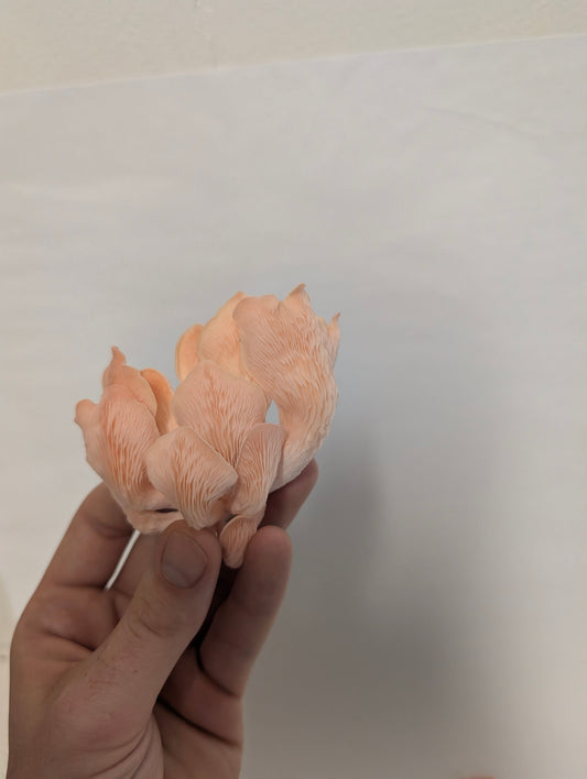 Pre Inoculated Pink Oyster Grow Bag Instructions