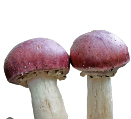 Wine Cap Growing Conditions