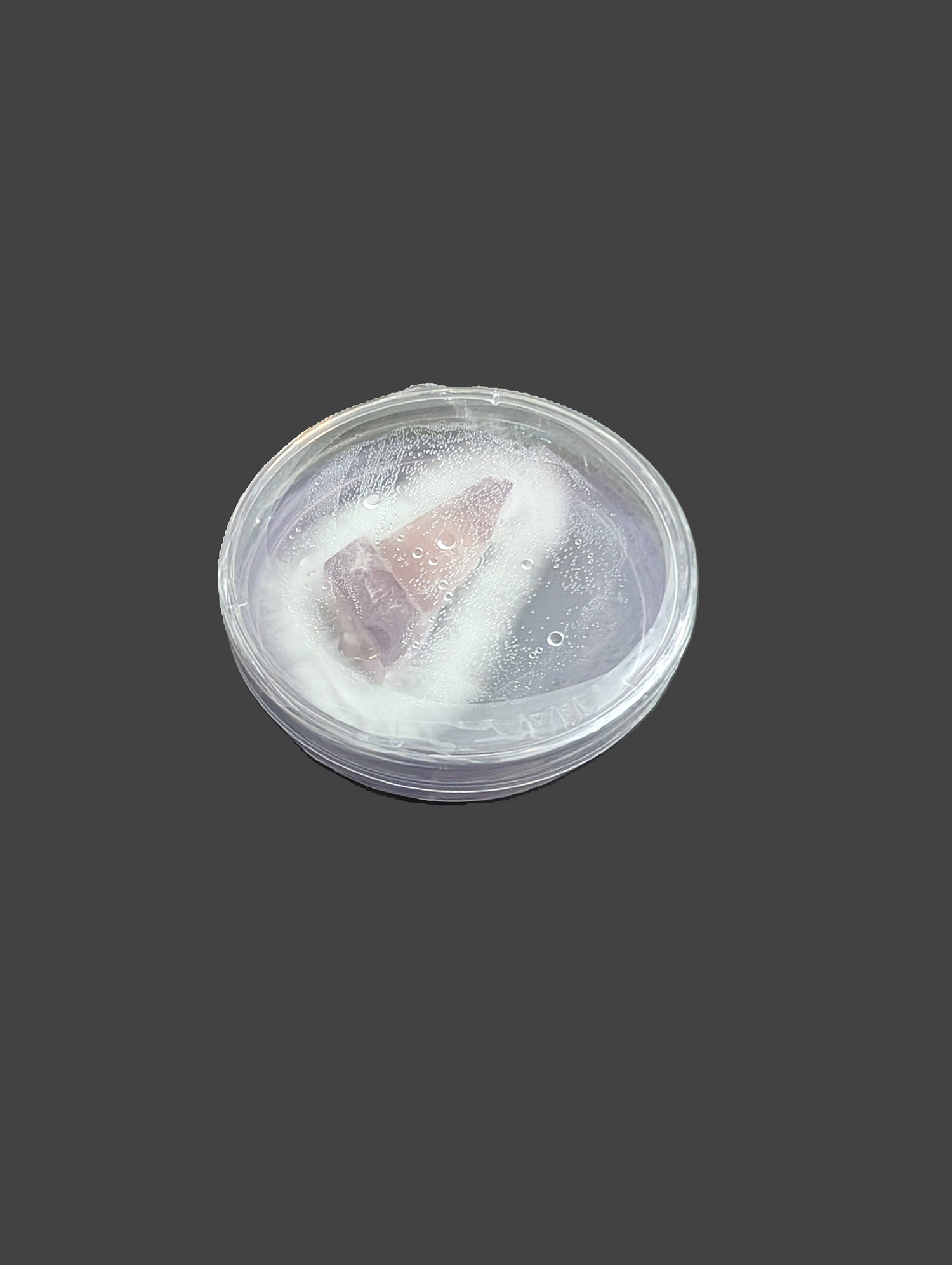 Culture/ Agar Wedge