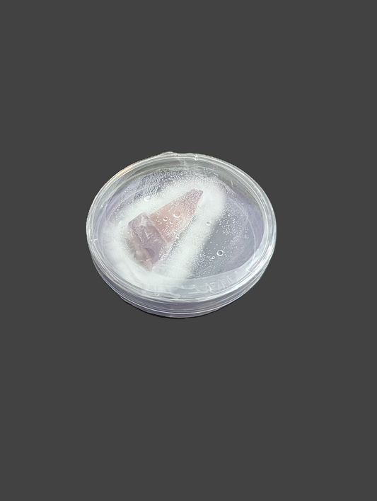 Glow In The Dark Panellus Culture Wedge