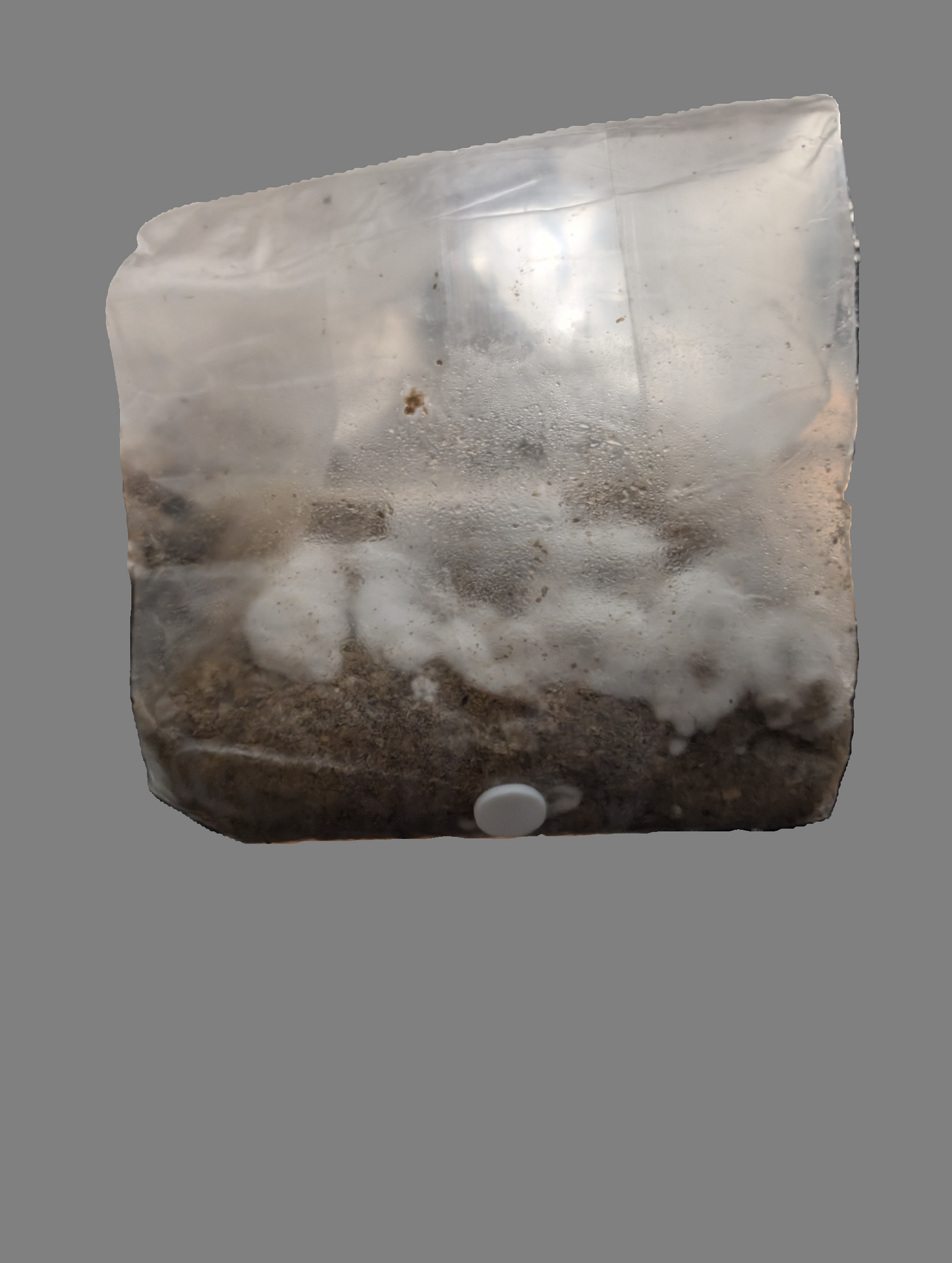 3lb Pre Inoculated Mushroom grow Bags