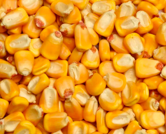 10 lbs Dry Corn Grain Spawn ( Not Sterile)
