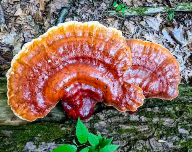 Reishi Liquid Culture