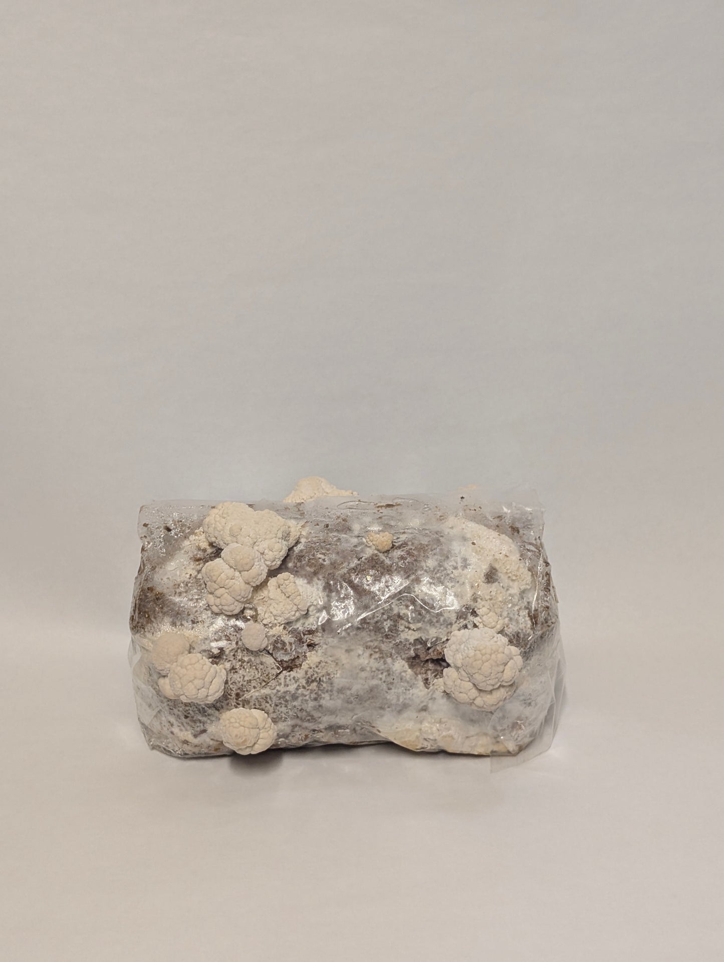 3lb Pre Inoculated Mushroom grow Bags