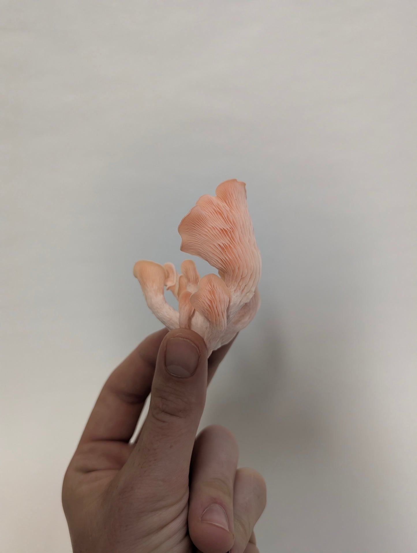 Pink Oyster Complete Grow Kit
