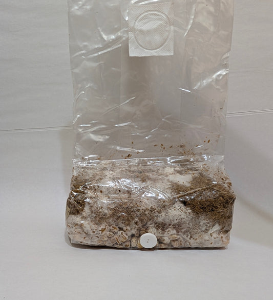 3lb Pre Inoculated Mushroom grow Bags