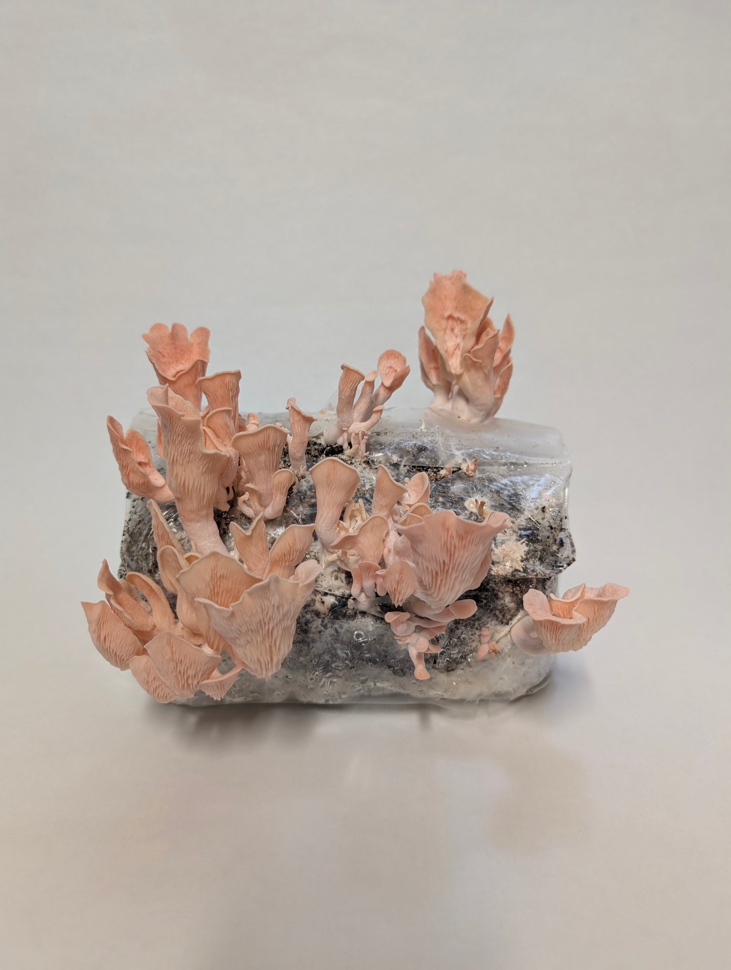 3lb Pre Inoculated Mushroom grow Bags