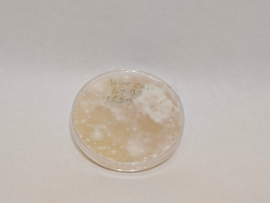Wine Cap Genetic Bank