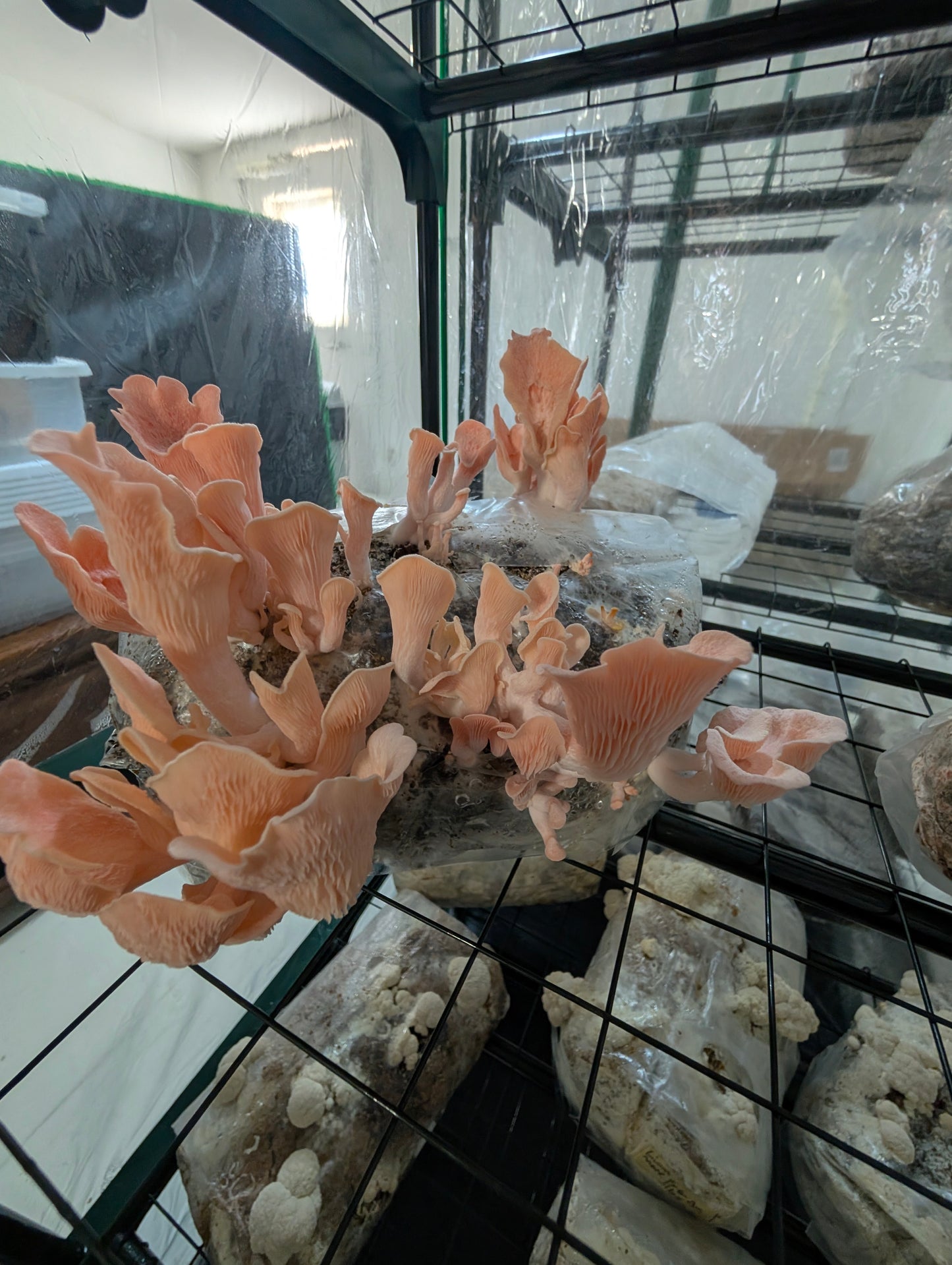 3lb Pre Inoculated Mushroom grow Bags