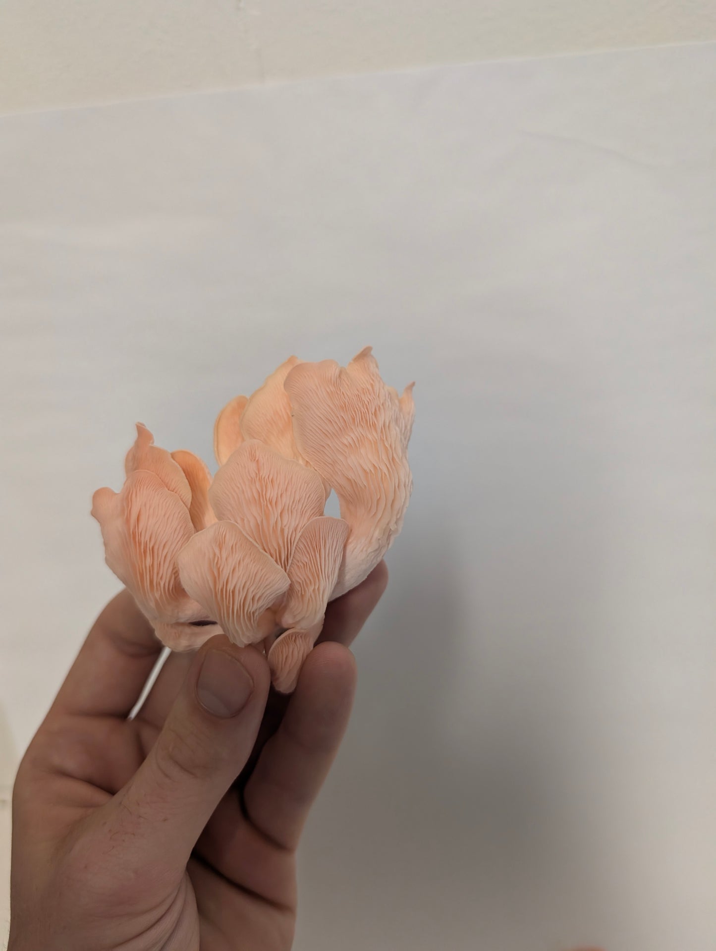 Pink Oyster Complete Grow Kit
