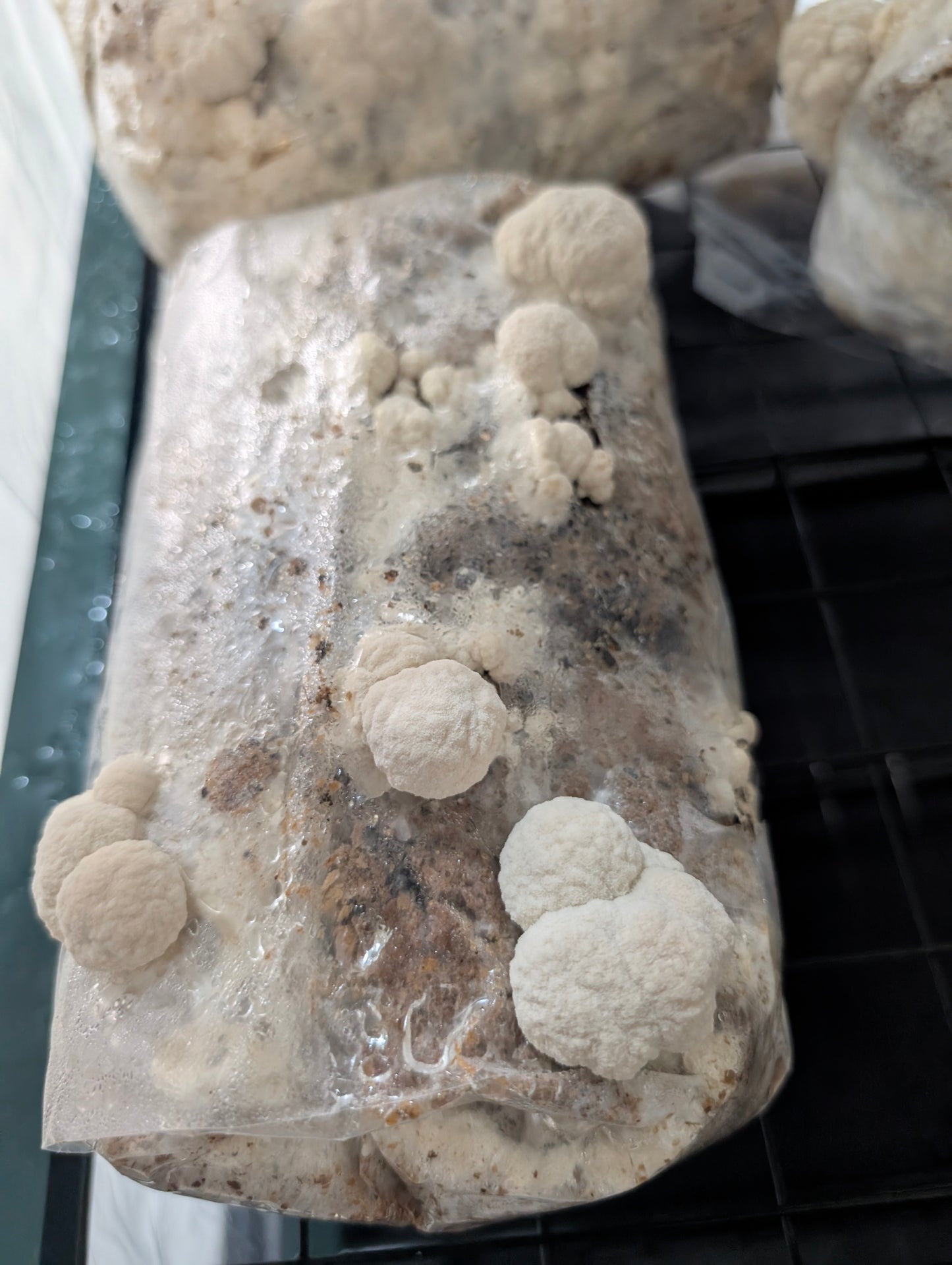 3lb Pre Inoculated Mushroom grow Bags