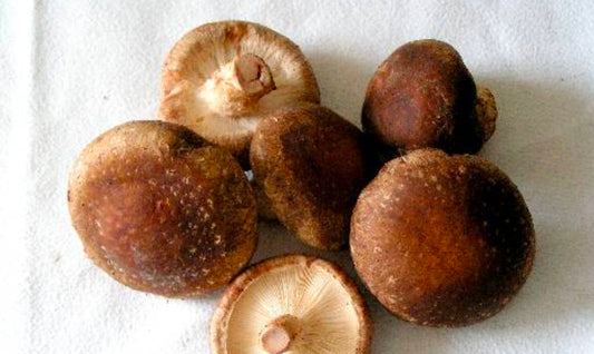 Shiitake Genetic Bank